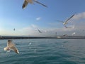 Seagulls flight maneuvers over the sea of Ã¢â¬â¹Ã¢â¬â¹bosphorus of istanbul Royalty Free Stock Photo